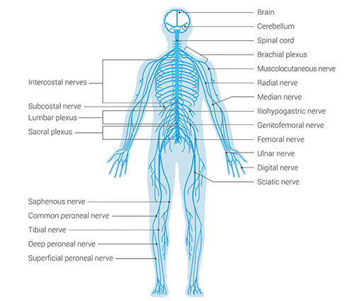 chiropractic and the nervous system